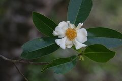 Gordonia obtusa